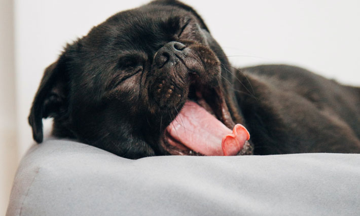 10 Tips to Make Your Dog Feel Safe at Home sleep