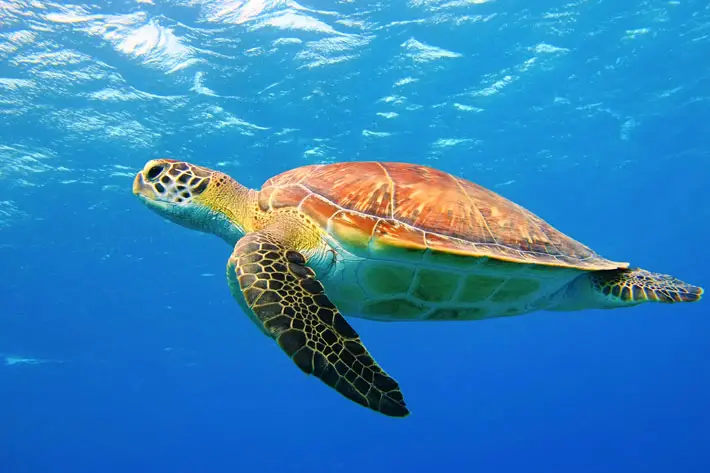 3 Best Things to See and Do on a Boat Trip From Zakynthos turtle