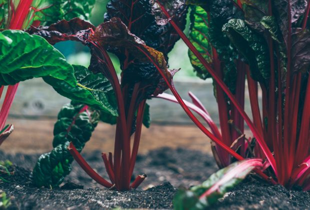 3 Great Additions to a Garden You'll Love (2)