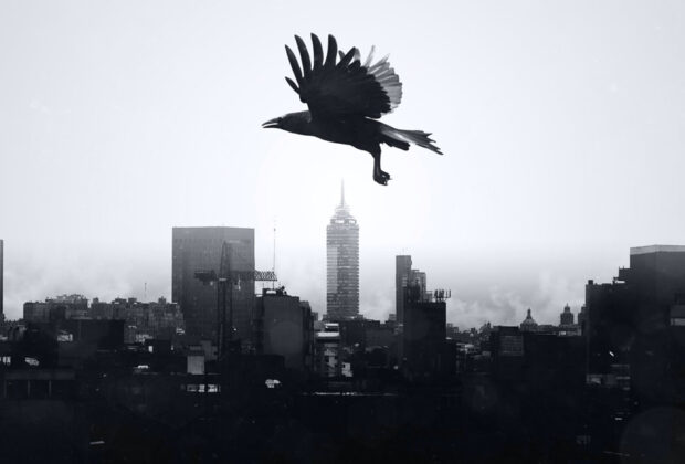 4 Things to Look for in a Bird Control Company crow