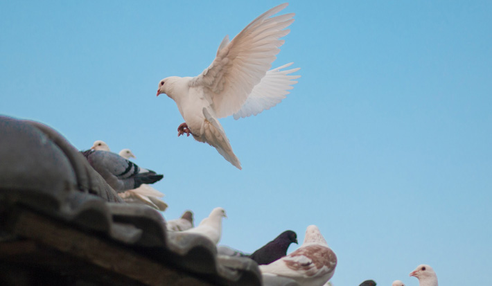 4 Things to Look for in a Bird Control Company pigeon