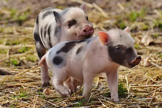 4 Tips to Start Your Own Hobby Farm pigs