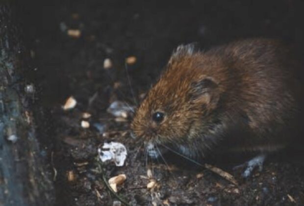 4 Ways to Protect Your Home from Rodents main