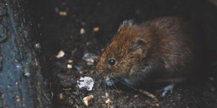 4 Ways to Protect Your Home from Rodents main