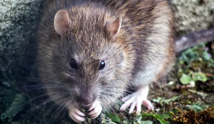 4 Ways to Protect Your Home from Rodents rat