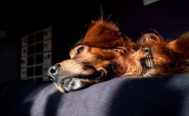 5 Reasons Your Dog Might Seem Low and Lethargic walk