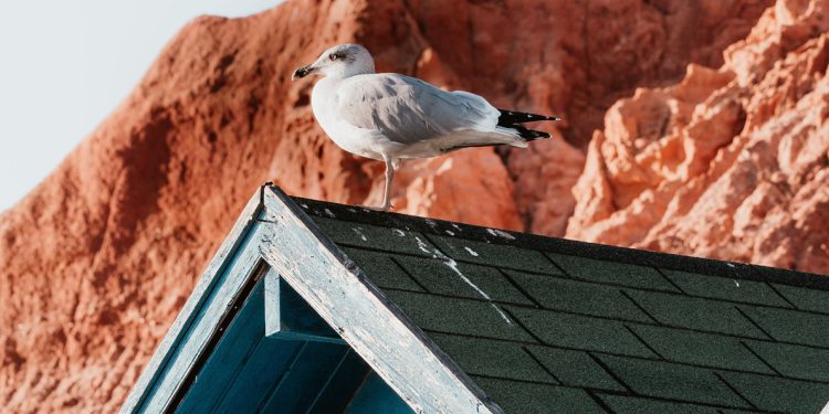 5 Tips for Making Anti-Bird Netting Subtle in Devon main