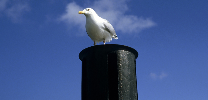 5 Tips for Making Anti-Bird Netting Subtle in Devon