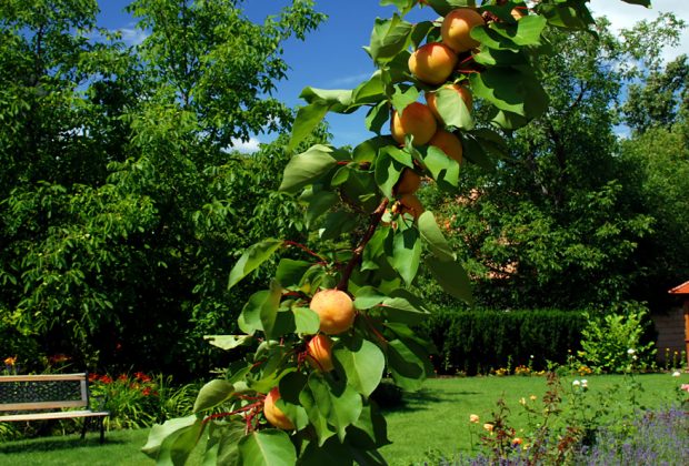 8 Garden Decor and Design Tips We Bet You Didn't Know