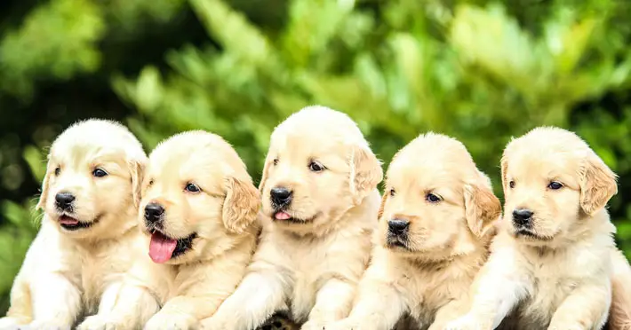 A Guide to Caring For Your First Puppy care