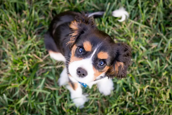 A Guide to Caring For Your First Puppy dog