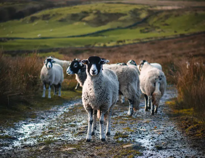 A Walk Through Upper Swaledale and Kidson sheep