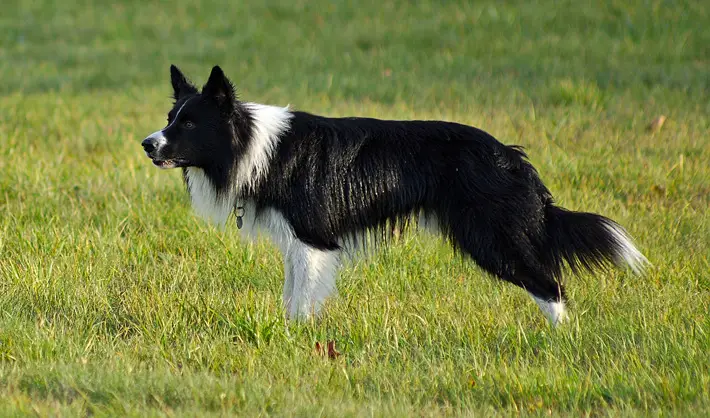 Best Dog Breeds For a Homestead collie
