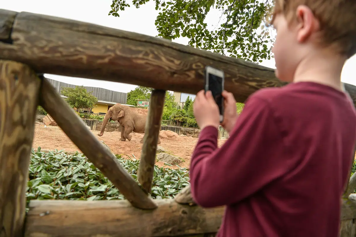 Blackpool & Chester Zoo via Coach with Caledonian Travel – Review elephants