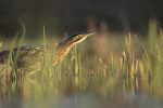 Britain’s Loudest Bird Makes a Triumphant Return to Yorkshire Wetlands (2)