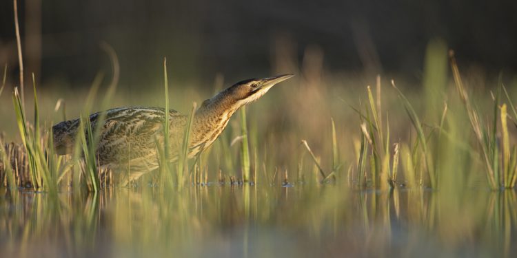 Britain’s Loudest Bird Makes a Triumphant Return to Yorkshire Wetlands (2)