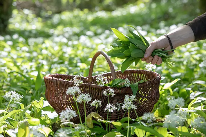 Burleigh Court Hotel Foraging