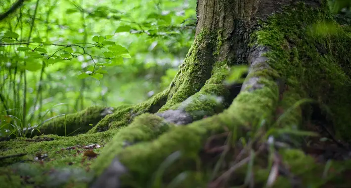 Businesses in Yorkshire Embrace Environmental Sustainability tree