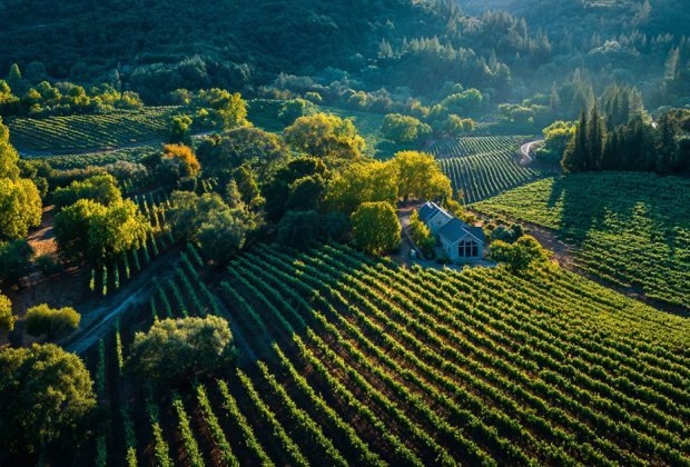 California Wine A Modern Story of Reinvention (1)
