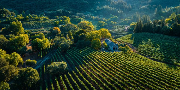 California Wine A Modern Story of Reinvention (1)