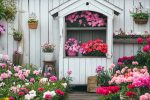 Carnations, Pinks and Sweet Williams A Guide to Growing Dianthus