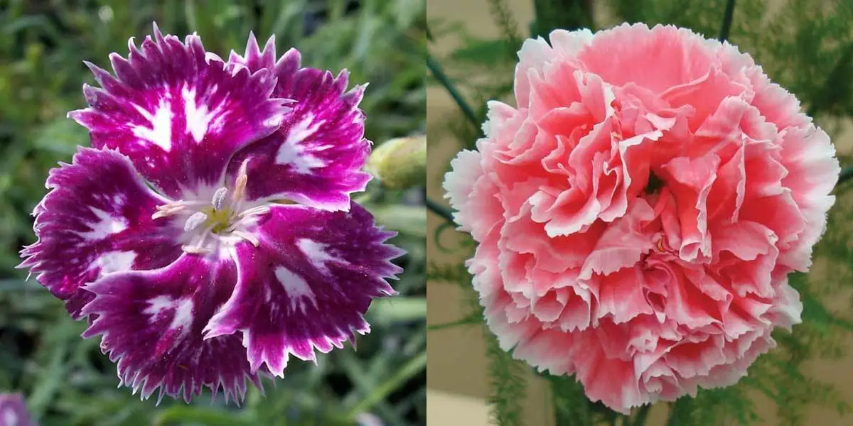 Carnations, Pinks and Sweet Williams A Guide to Growing Dianthus queen