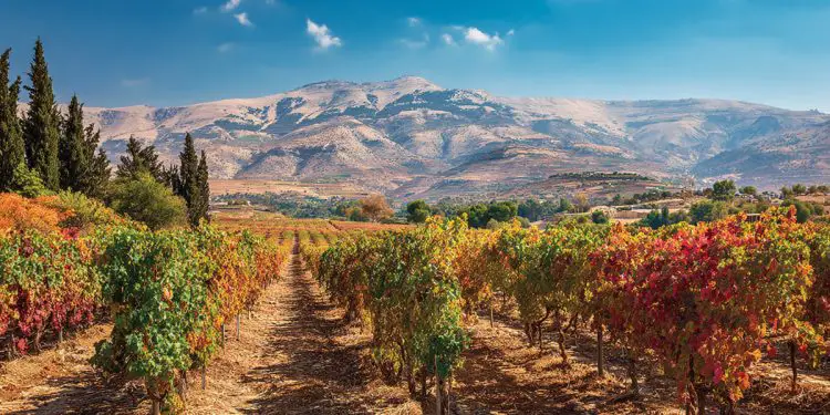 Chateau Musar The Legend of Lebanon (2)