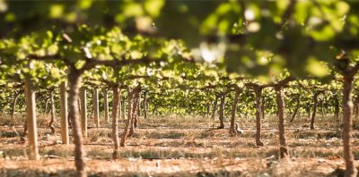 Commandaria Cyprus’ Wine That Has Stood the Test of Time main