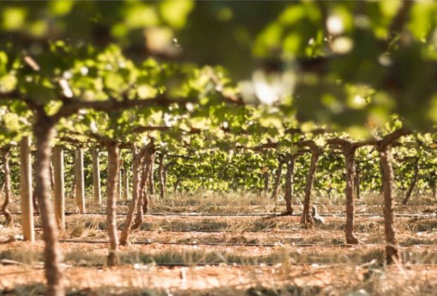 Commandaria Cyprus’ Wine That Has Stood the Test of Time main