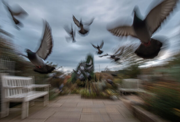 Creative Solutions for Keeping Birds Away from Your Roof and Patio (2)
