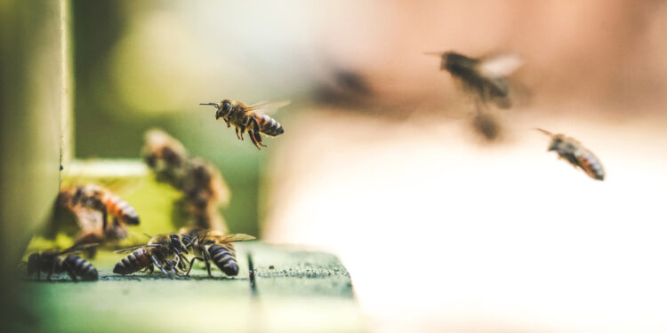 Dangers Caused by Wood-Boring Insects and How to Get Rid of Them bee