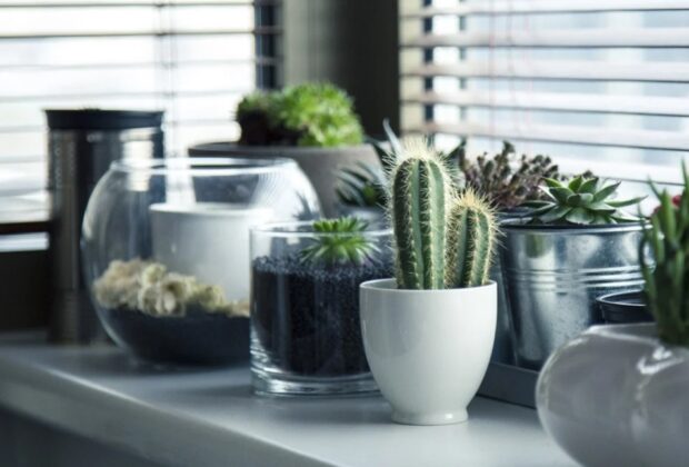 Decorating dried flowers in your interior main