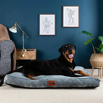 Dog Accessories 2025
