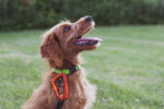 Dog Training Methods That You Should Try main