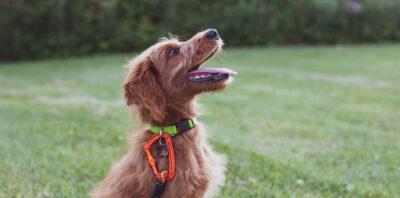 Dog Training Methods That You Should Try main