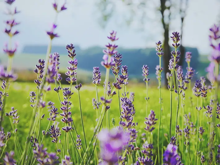 Essential Oils To Buy For Better Sleep