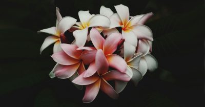 Expressing Sympathy The Best Online Flower Deliveries for Condolences in Yorkshire (2)
