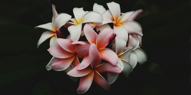 Expressing Sympathy The Best Online Flower Deliveries for Condolences in Yorkshire (2)
