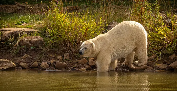 Five of the Best Zoos to Visit in 2023 ywp