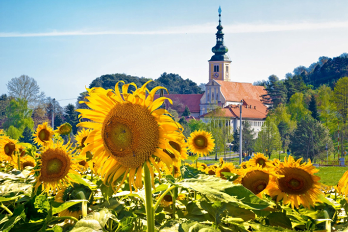 Getting the Most out of Your Vacation in Croatia With These Insider Tips sunflowers
