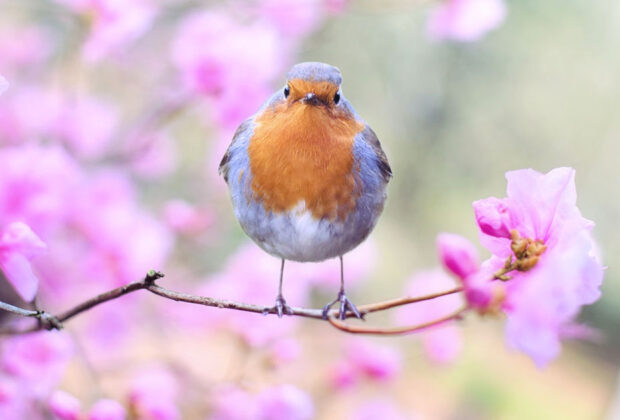 How To Attract Birds To Your Garden And Why You Want Them There mainHow To Attract Birds To Your Garden And Why You Want Them There main
