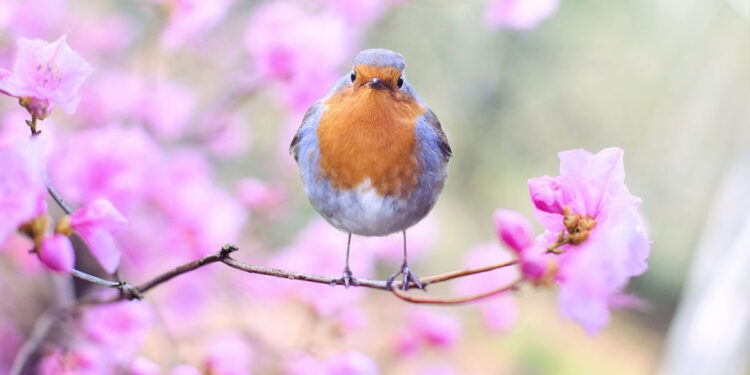 How To Attract Birds To Your Garden And Why You Want Them There mainHow To Attract Birds To Your Garden And Why You Want Them There main