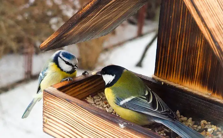 How To Attract Birds To Your Garden And Why You Want Them There robin