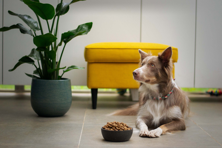 How To Choose The Best Food For Your Dog pets