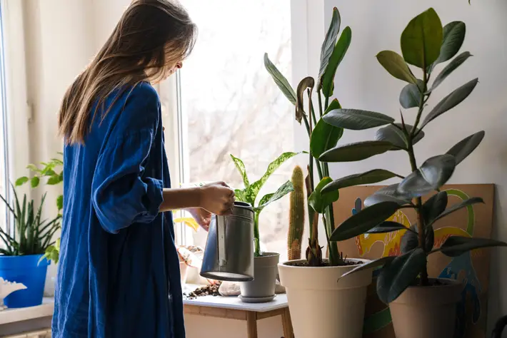 How To Give Your Home A Makeover Without Breaking The Bank plants