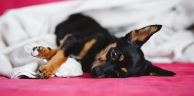 How To Keep Your Home Pet Hair Free