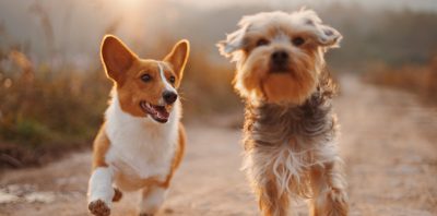 How To Keep Your Pets Cool This Summer main