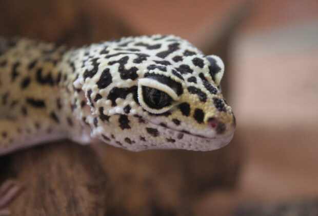 How To Take Care Of A Leopard Gecko main