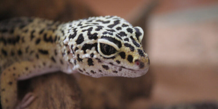 How To Take Care Of A Leopard Gecko main