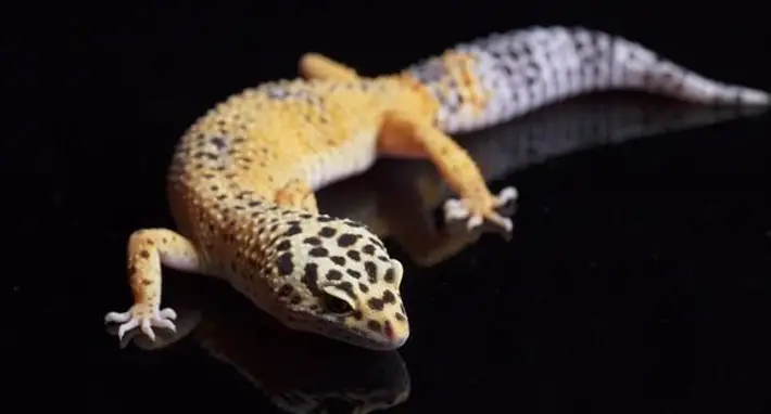 How To Take Care Of A Leopard Gecko pets